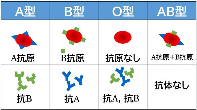 検査科HP(輸血検査-血液型-画像).jpg