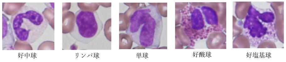 検査科HP[血液検査].jpg