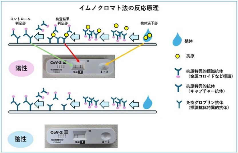 検査科HP(微生物検査-イムノクロマト法の反応原理-画像).jpg